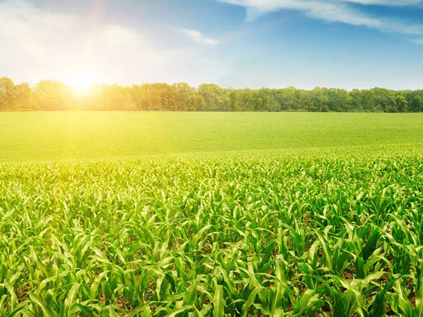 农作物；；；；；；；；